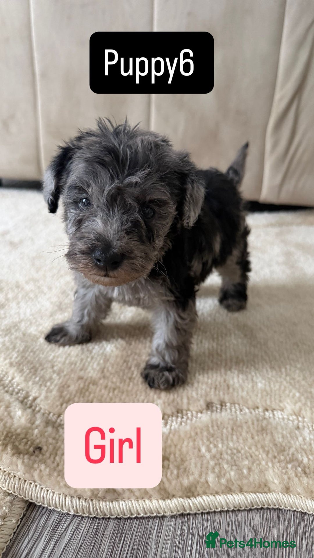 Mixed Breed dogs for sale: Schnoodle puppies for sale  - Advert 10