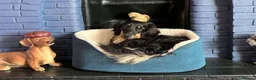 Miniature Dachshund dogs for sale: 3 year old black & cream mini long hair dachshund - Advert 2