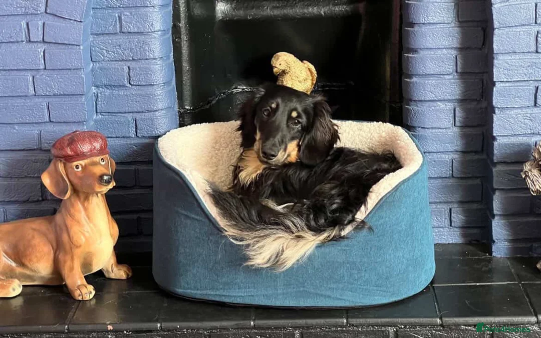 Miniature Dachshund dogs for sale: 3 year old black & cream mini long hair dachshund - Advert 2