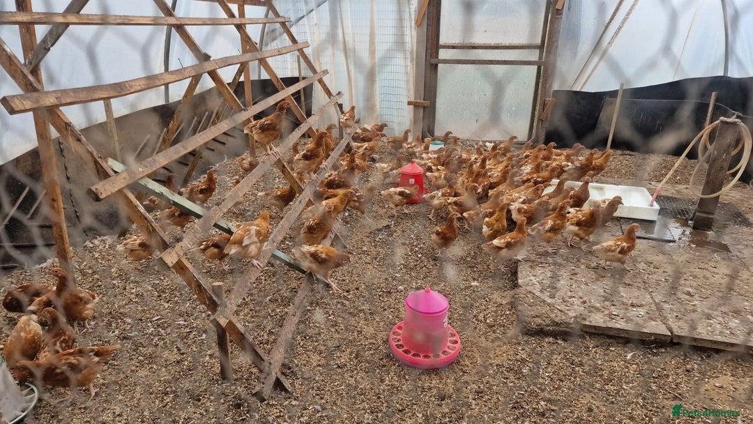 Chickens poultry for sale: Chickens - Image 2