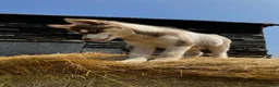 Siberian Husky dogs for sale: Beautiful Purebred Red Siberian Husky Girls - Advert 27