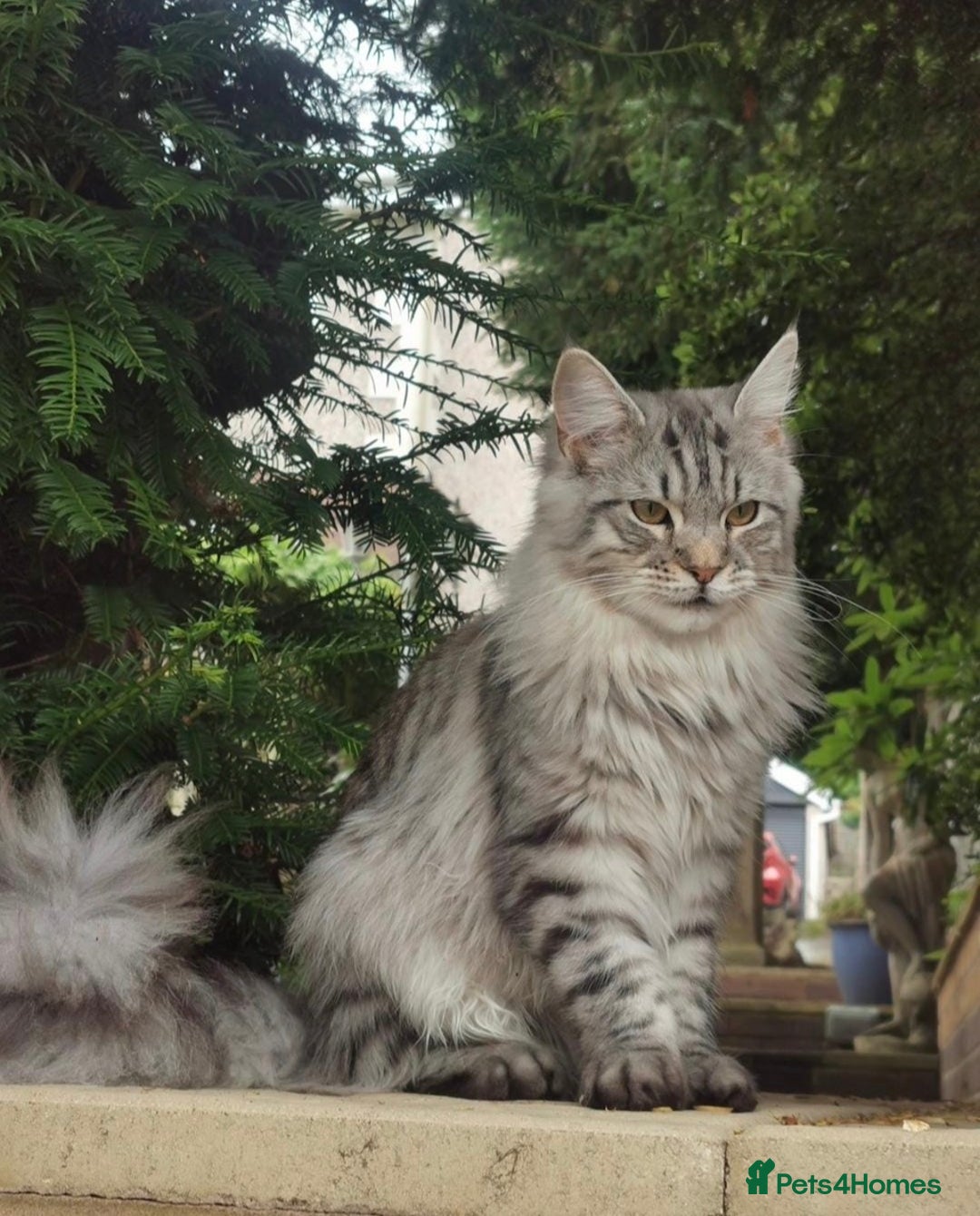 Maine Coon cats for sale: Black smoke Maine coon boy  - Advert 3