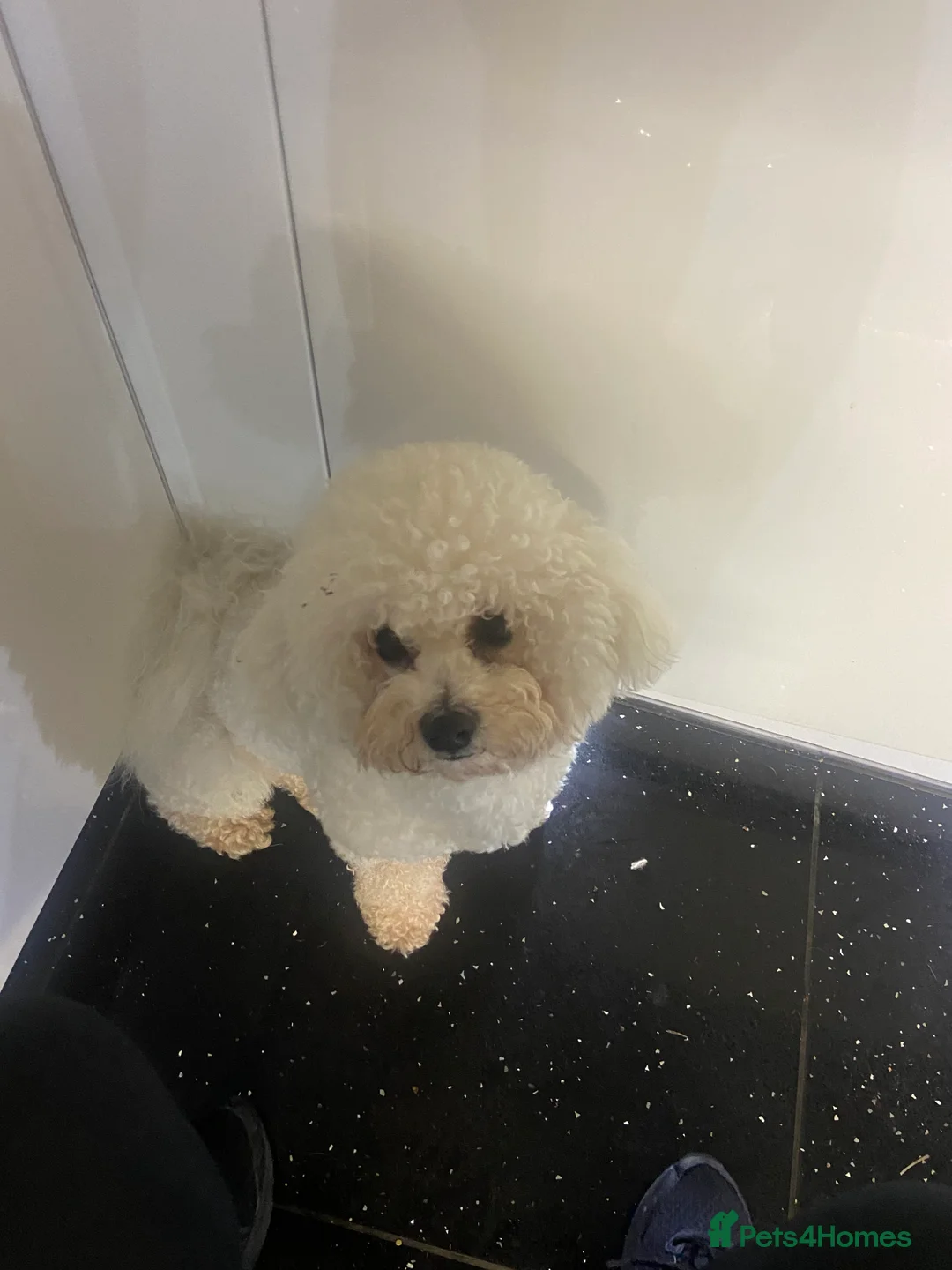 Bichon Frise dogs for stud: Bichon Frise *for stud only* in Hoddesdon - Advert 31