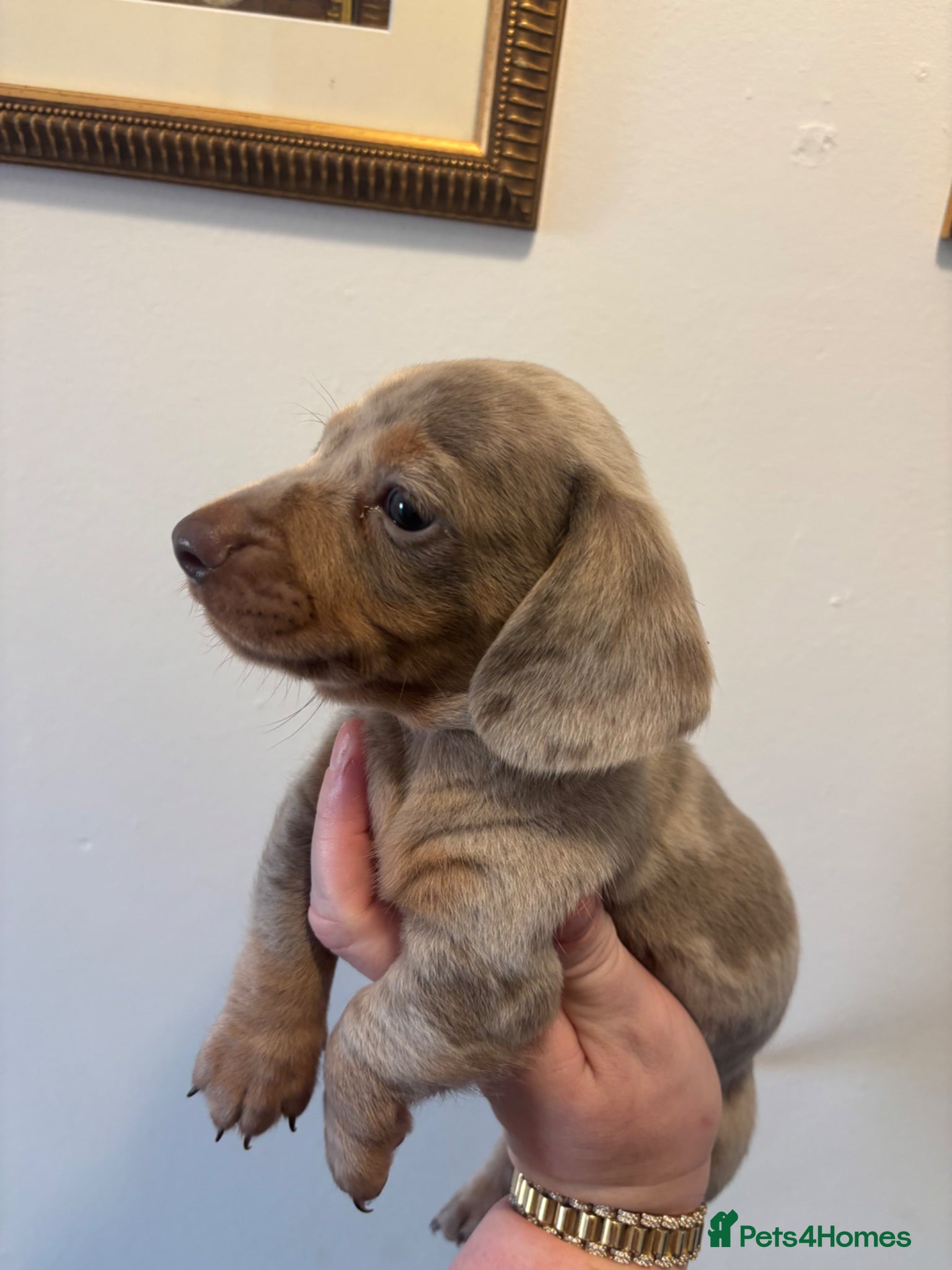 Miniature Dachshund dogs Miniature dachshund - Advert 2