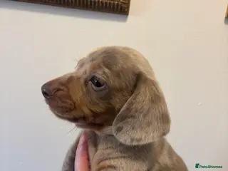 Miniature Dachshund dogs Miniature dachshund - Advert 2