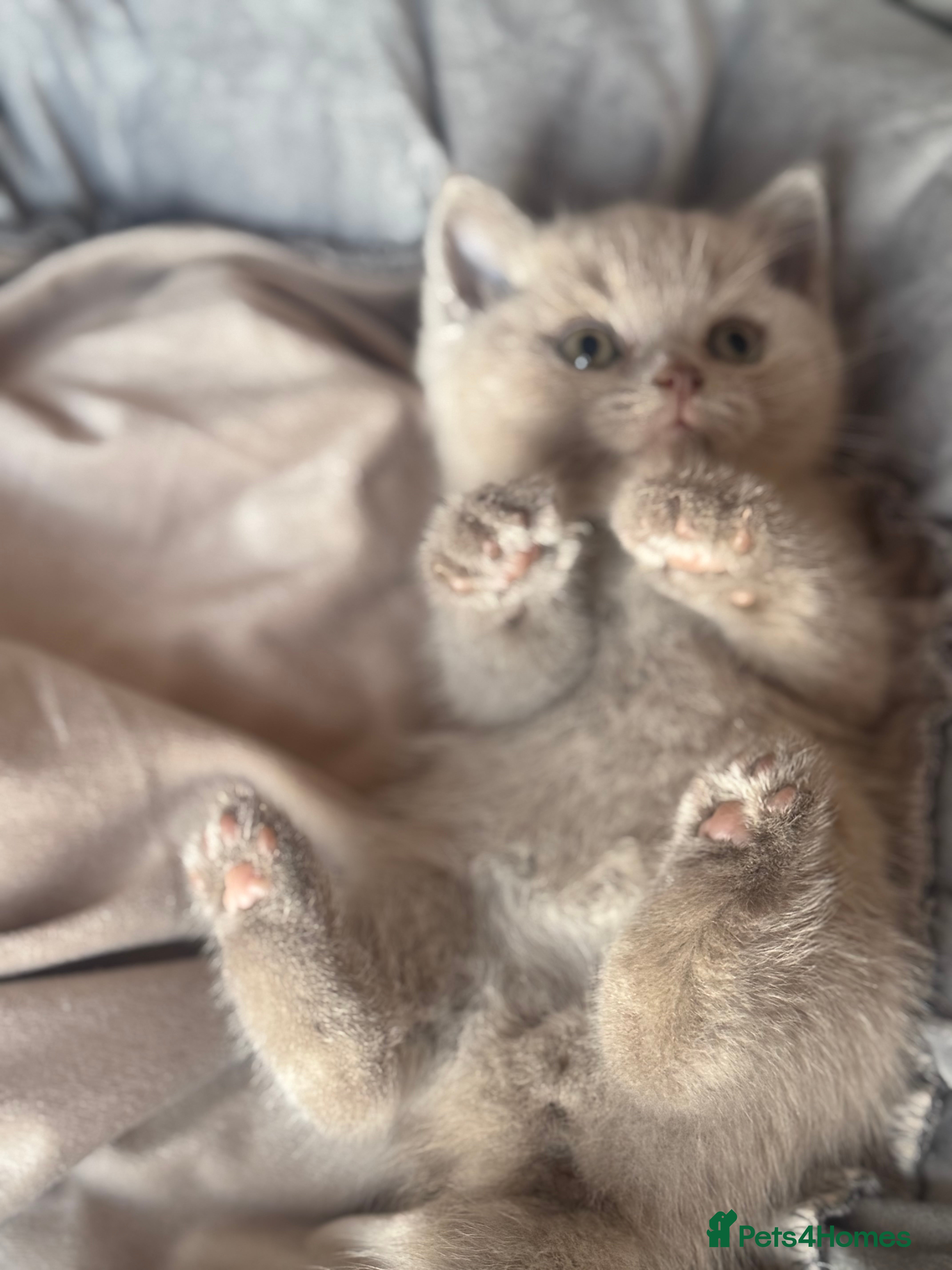 British Shorthair cats Amazing GCCF registered British shorthair kitten - Advert 1