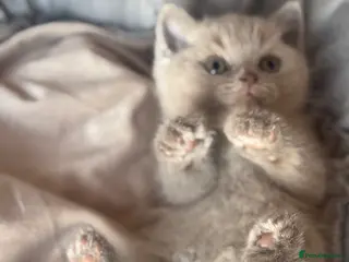British Shorthair cats Amazing GCCF registered British shorthair kitten - Advert 2