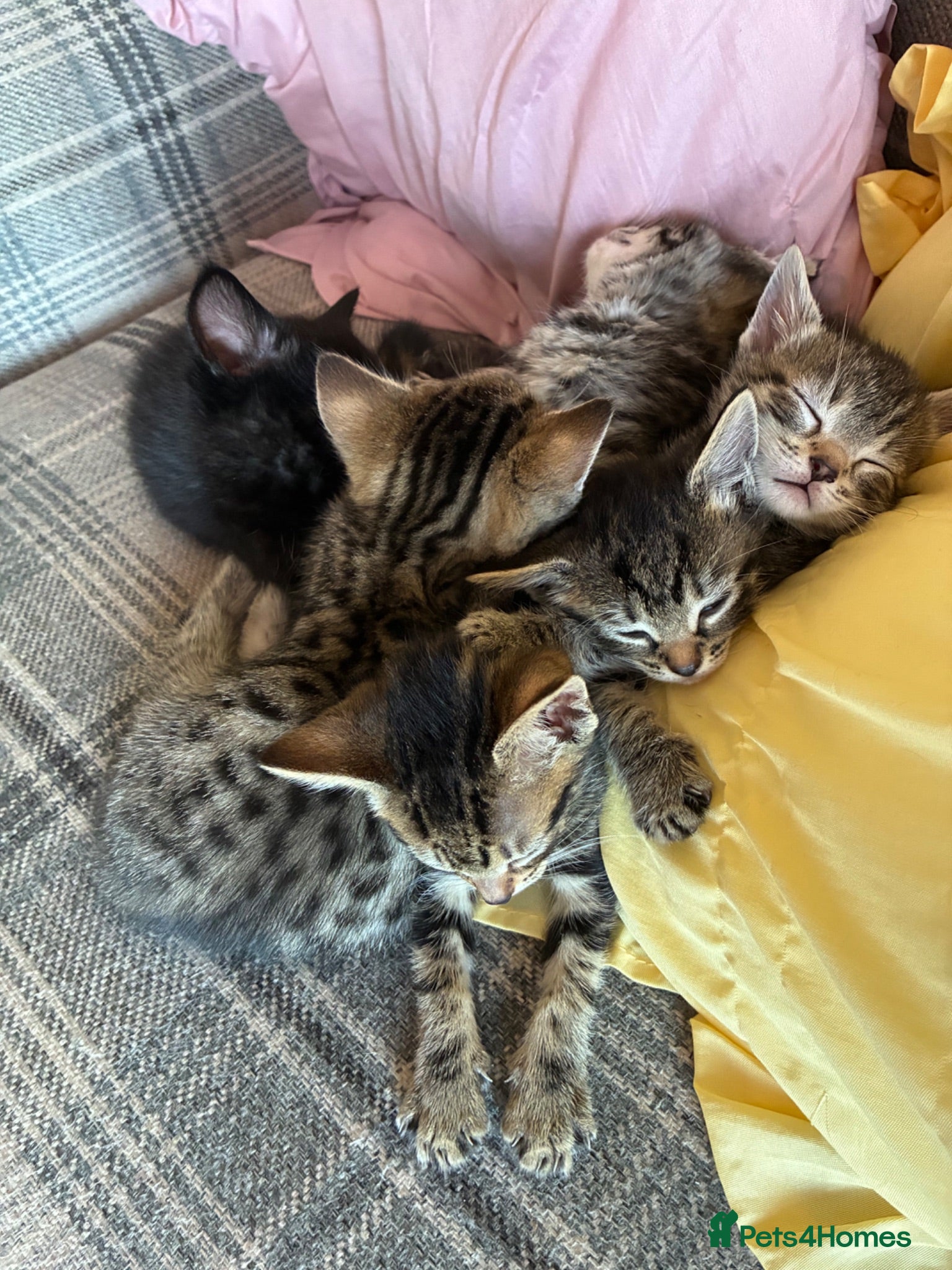 Bengal cats Beautiful Bengal kittens for sale - Advert 2
