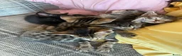 Bengal cats for sale: Beautiful Bengal kittens for sale in Chesterfield - Advert 1