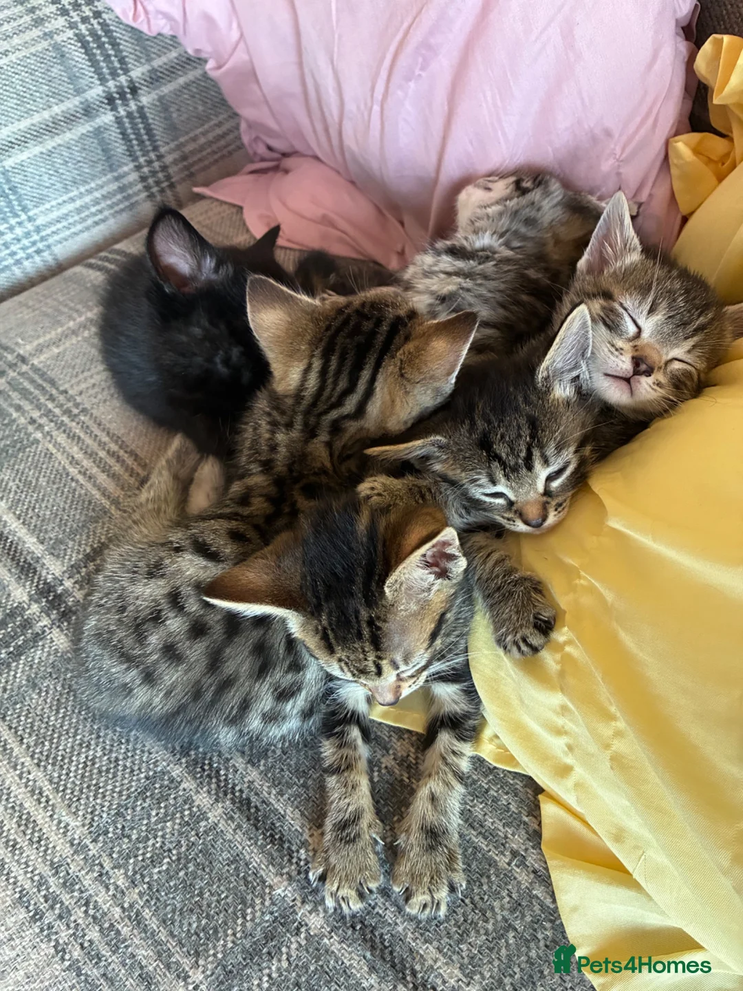 Bengal cats for sale: Beautiful Bengal kittens for sale in Chesterfield - Advert 1