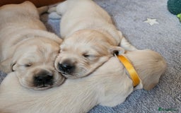 Golden Retriever dogs for sale: Beautiful golden retriever puppies - Image 4