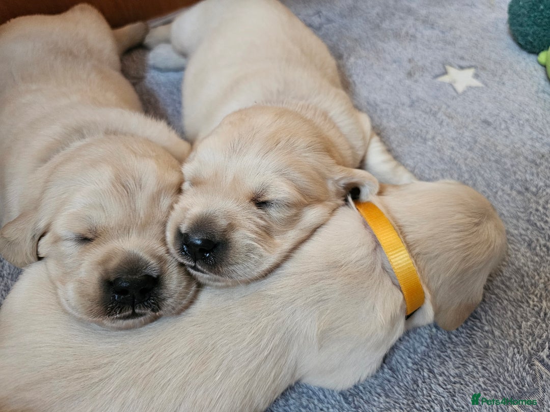 Golden Retriever dogs for sale: Beautiful golden retriever puppies - Image 4