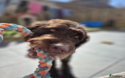 Labradoodle dogs for sale: charlie  - Image 3