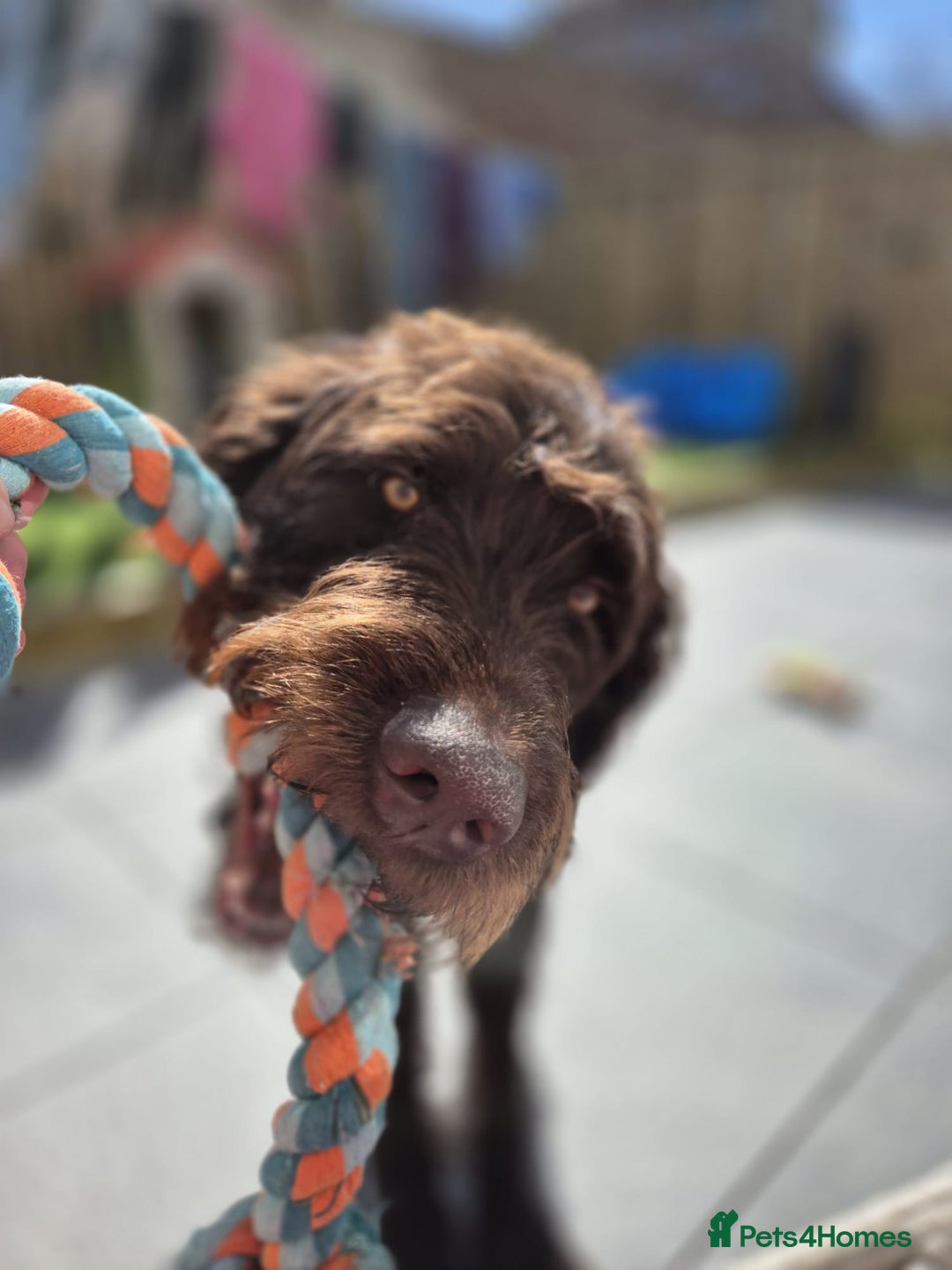 Labradoodle dogs for sale: charlie  - Image 3