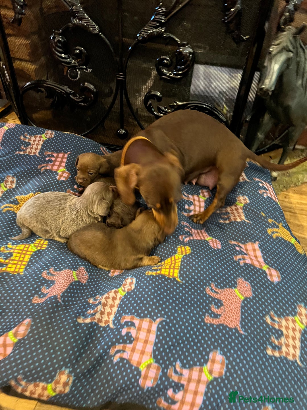 Miniature Dachshund dogs for sale: Stunning full pedigree Miniature Dachshunds  - Image 28