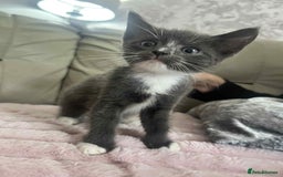 British Shorthair cats for sale: Beautiful British Shorthair Kittens - Image 4