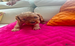 Cavapoo dogs for sale: Black and solid Red Cavapoo therapy pups for sale  - Image 13