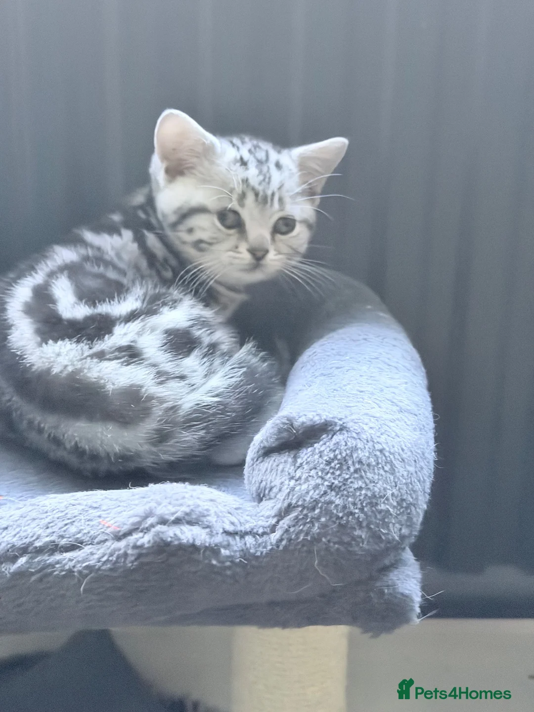 British Shorthair cats for sale: GCCF silver tabby male kitten  - Advert 11
