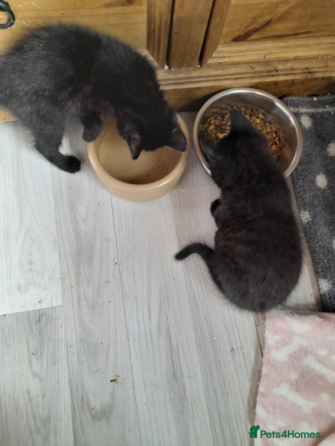 Mixed Breed cats for sale: Gorgeous Ragamuffin x kittens - Image 4