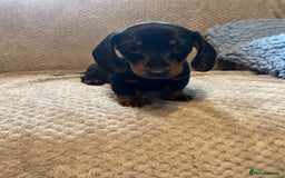 Miniature Dachshund dogs for sale: Miniature dachshund  - Image 4