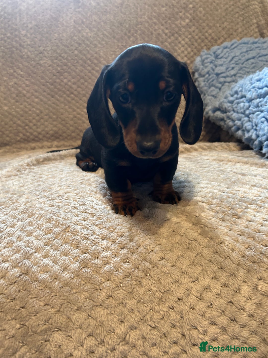 Miniature Dachshund dogs for sale: Miniature dachshund  - Image 4