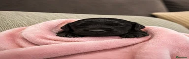 Martha