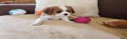 Cavalier King Charles Spaniel dogs for sale: Kc Beautiful puppies for sale. - Advert 32