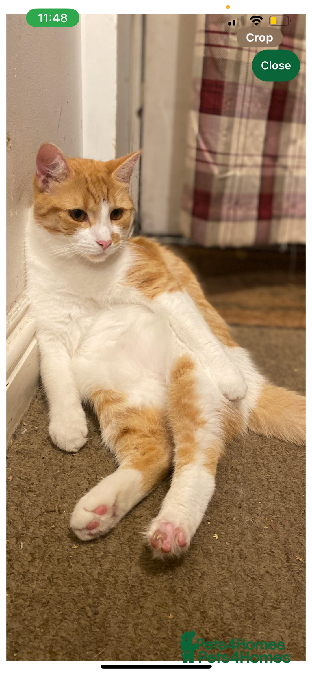 Mixed Breed cats for sale: Stumpy  - Advert 16