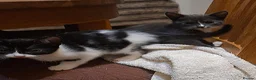 Mixed Breed cats for sale: 5 adorable kittens - Advert 3