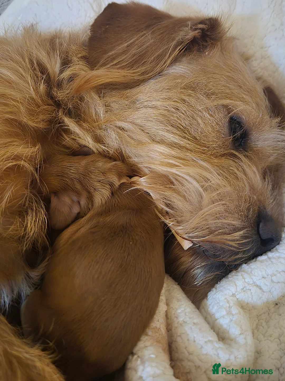 Cockapoo dogs for sale: Cockapoo puppies - Advert 40