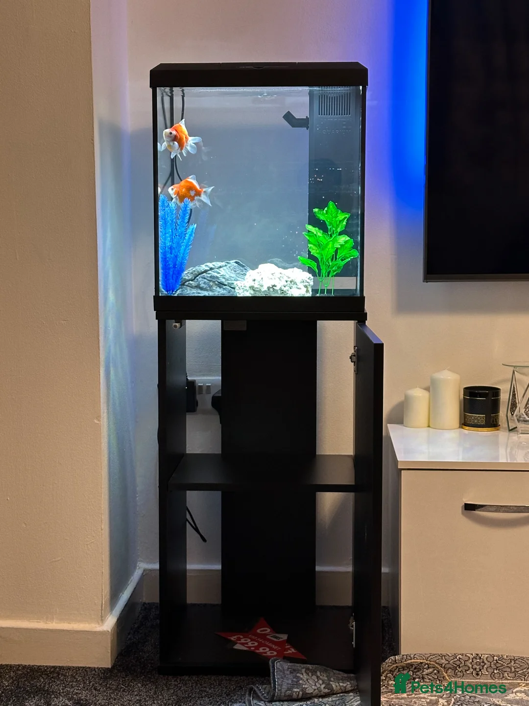 Goldfish fish for sale:       in Bristol - Advert 2