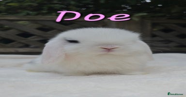 Mini Lop rabbits - Advert 5