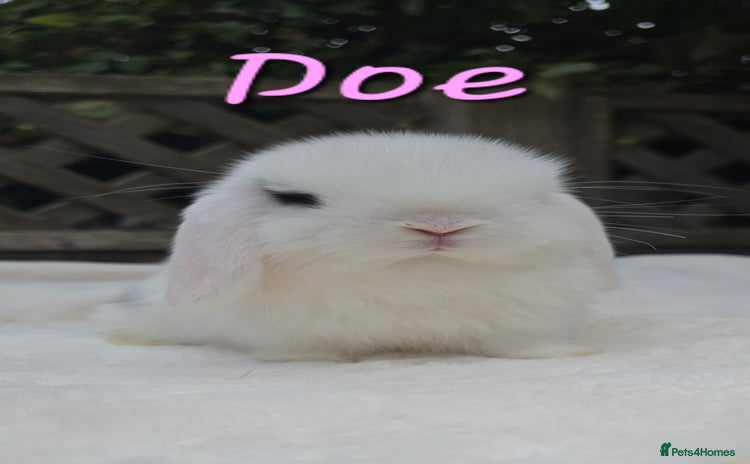 Mini Lop rabbits - Advert 11
