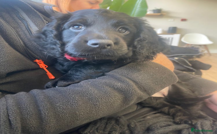 Cocker Spaniel dogs Working Cocker Spaniels - Advert 8