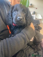 Cocker Spaniel dogs Working Cocker Spaniels - Advert 1