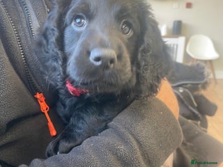 Cocker Spaniel dogs Working Cocker Spaniels - Advert 18