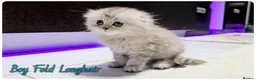 Scottish Fold cats for sale: Scotish Fold Kittens - Advert 14