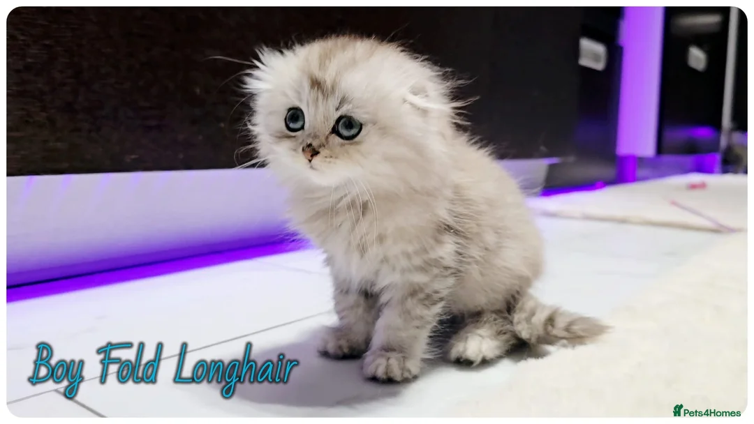 Scottish Fold cats for sale: Scotish Fold Kittens - Advert 14