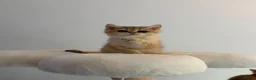 British Shorthair cats for sale: Beautiful GCCF Reg Golden Girl  - Advert 13