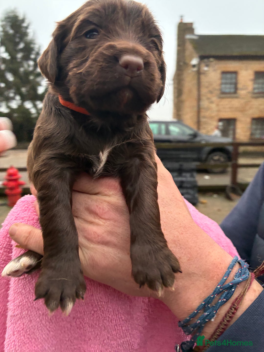 Cocker Spaniel dogs for sale: True working Cocker Spaniels docked  - Advert 8
