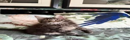 Maine Coon cats for sale: European Maine coon kittens - Advert 8