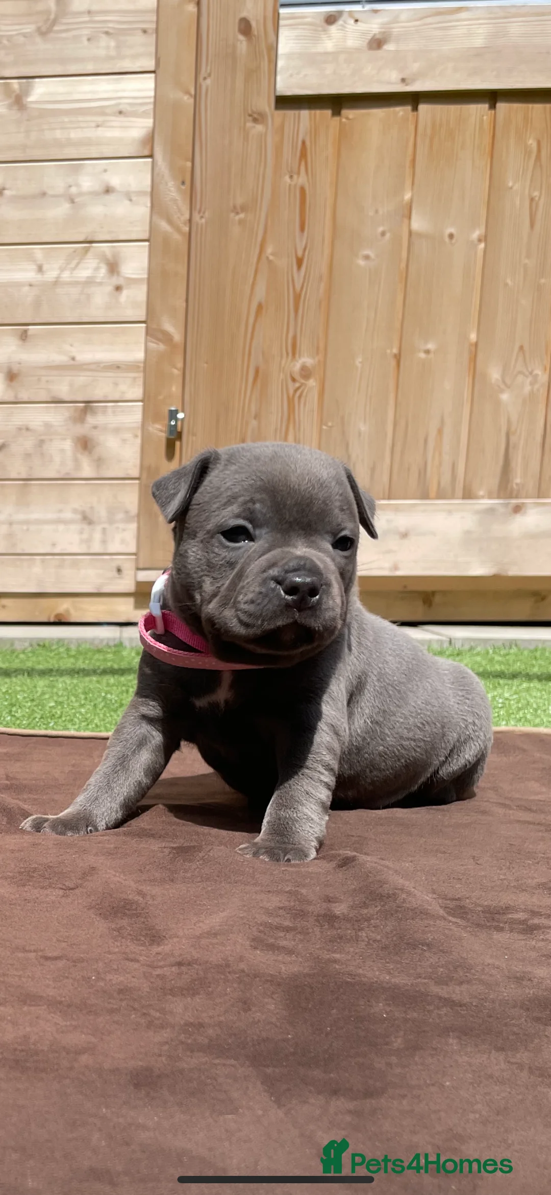 Staffordshire Bull Terrier dogs for stud: *THE UK'S TOP PRODUCING BLUE CHAMPION* in Faversham - Advert 10