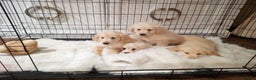 Golden Retriever dogs for sale: KC registered golden retrievers for sale  - Advert 9