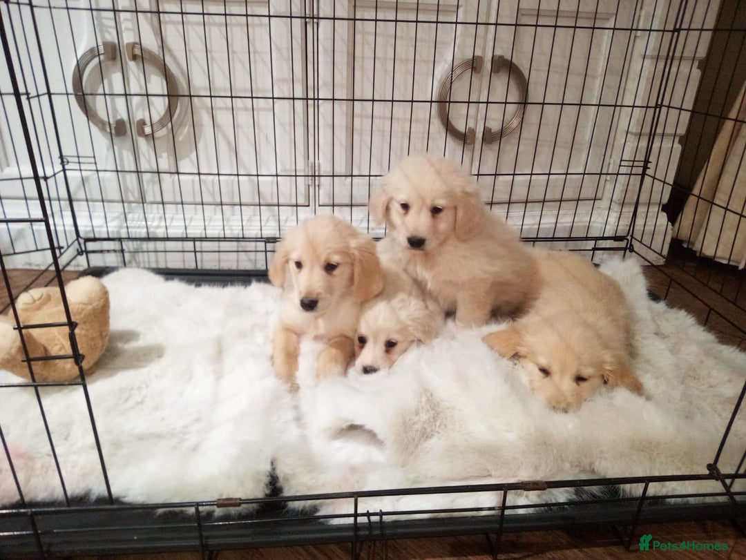 Golden Retriever dogs for sale: KC registered golden retrievers for sale  - Advert 9