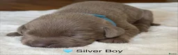 Labrador Retriever dogs for sale: Stunning Silver Charcoal Champagne Labrador pups - Advert 20