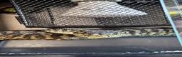 Python Snake reptiles for sale: Male Carpet Python - Advert 1