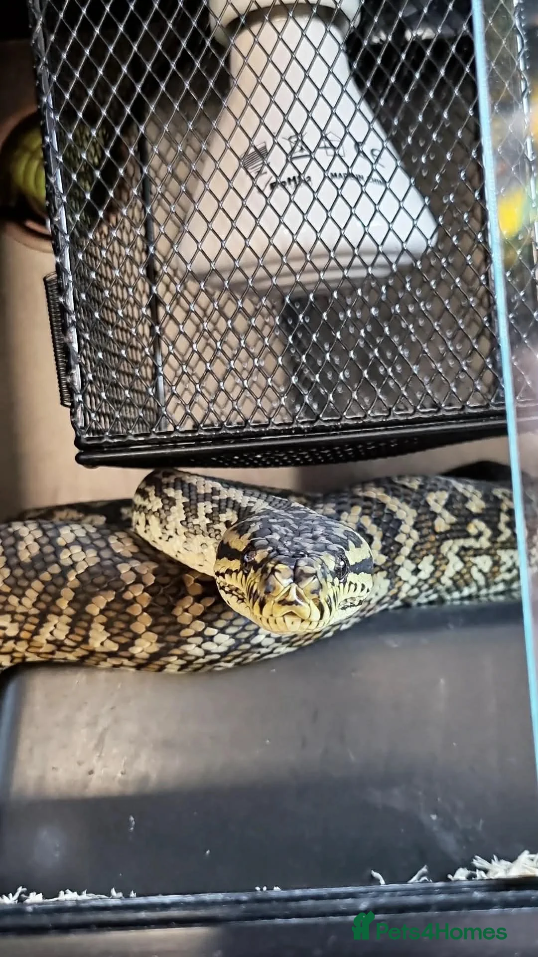 Python Snake reptiles for sale: Male Carpet Python - Advert 1