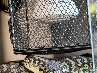 Python Snake reptiles Male Carpet Python - Advert 2