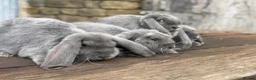 French Lop rabbits for sale: Stunning xl French lops  - Advert 30