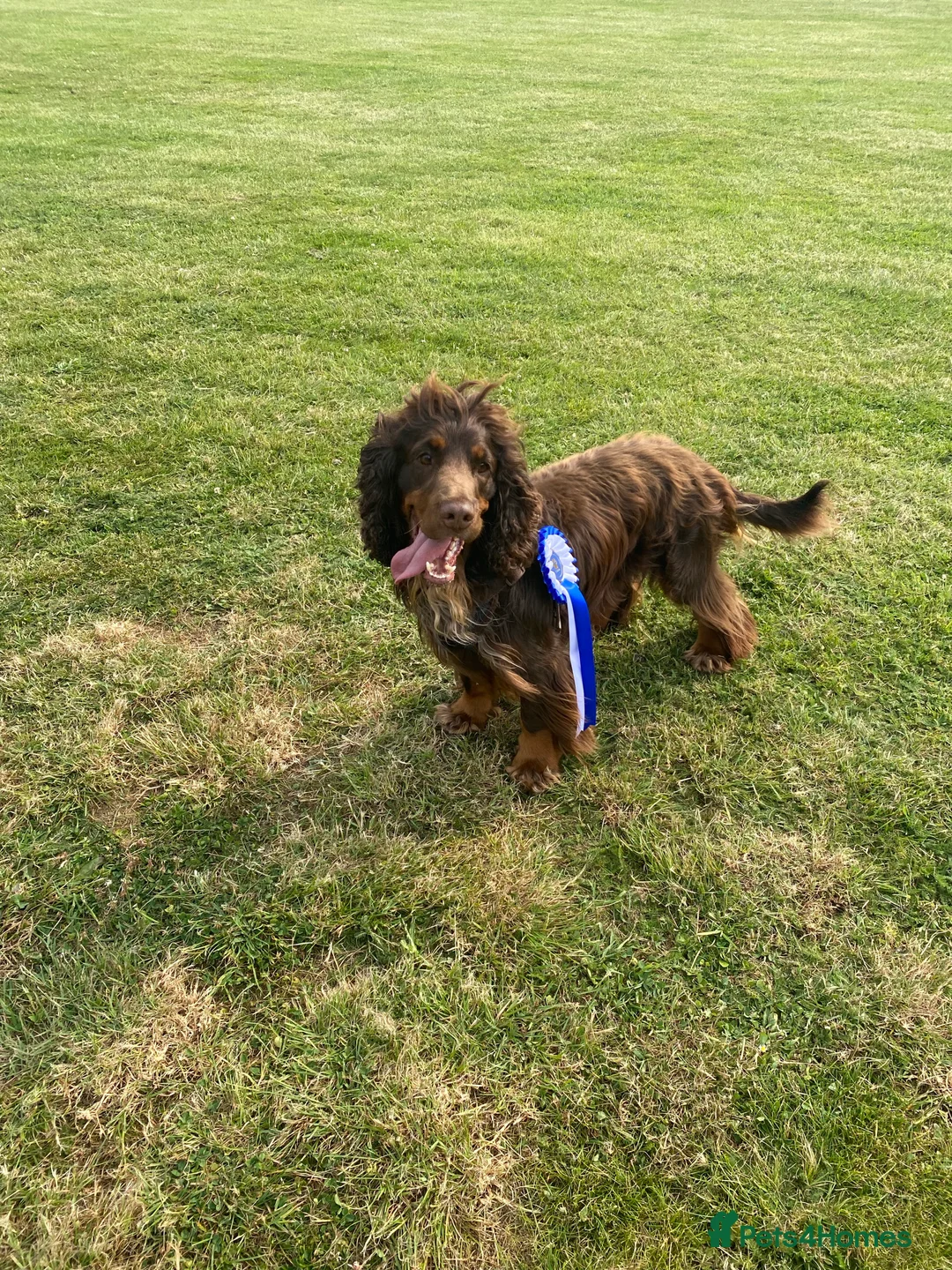 Sprocker dogs for stud: PROVEN SPROCKER SPANIEL - Advert 19